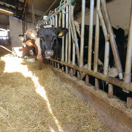 Cozy In With Wifi Daire