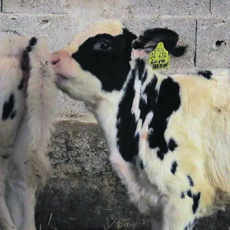 Cozy In With Wifi Daire *